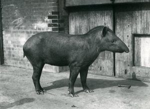 Een Braziliaanse of Zuid-Amerikaanse Tapir in de London Zoo, september 1922